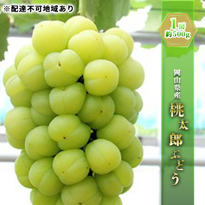 【ふるさと納税】ぶどう 2025年 先行予約 桃太郎 ぶどう 1房 約500g ブドウ 葡萄  岡山県産 国産 フルーツ 果物 ギフト 果物類 　お届け：2025年8月下旬～2025年9月下旬