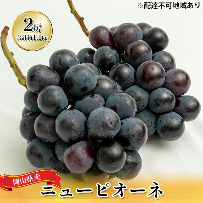 【ふるさと納税】ぶどう 2026年 先行予約 ニュー ピオーネ 2房（合計約1.1kg）化粧箱入り ブドウ 葡萄 岡山県産 国産 フルーツ 果物 ギフト 　お届け：2026年8月下旬～2026年9月下旬