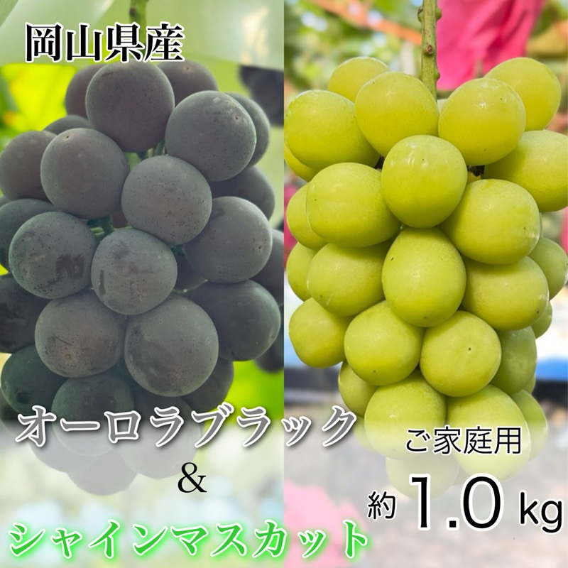 【ふるさと納税】ぶどう 2026年 先行予約 農家こだわりの シャイン マスカット ＆ オーロラブラック 2房 合計約1.0kg ご家庭用クラス 葡萄 岡山県産 国産 フルーツ 果物 ギフト 【 Nini farm 農家 直送 】　お届け：2026年8月25日～2026年9月30日