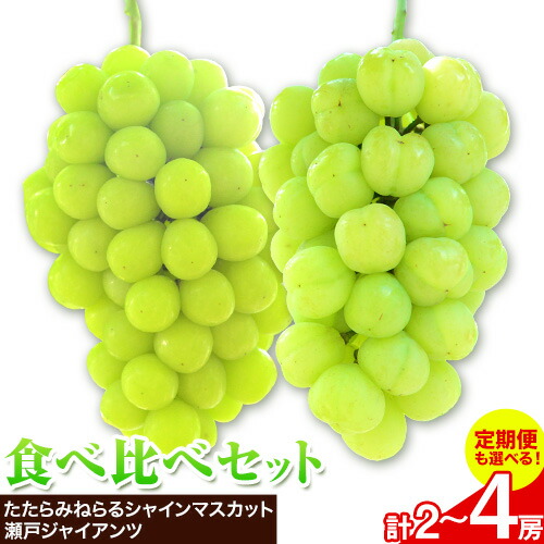 【ふるさと納税】【2025年産先行予約】食べ比べセット たたらみねらる シャインマスカット 瀬戸ジャイアンツ 選べる 定期便 各1房 1.3kg 各2房 2kg  《2025年8月下旬-10月下旬頃出荷》岡山県 笠岡市 マスカット ぶどう ブドウ 葡萄 フルーツ 果物