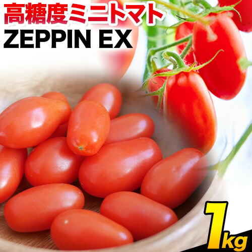 【ふるさと納税】ZEPPIN EX(エクセレント)1kg　平均糖度12度　甘い　フルーツトマト《120日以内に出荷予定(土日祝除く)》