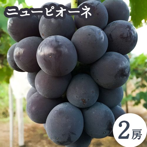 【ふるさと納税】【先行予約】ニューピオーネ2房入り《2026年8月末-9月中旬頃出荷》岡山県 笠岡市 石丸葡萄農園 大粒 種無し 果肉 朝採れ 旬 ぶどう 葡萄 フルーツ 果物 岡山｜岡山県笠岡市