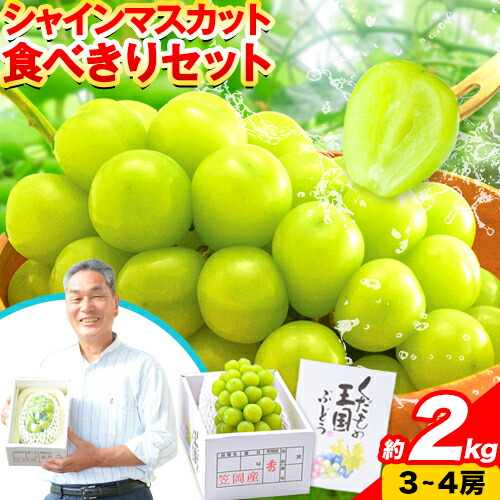 【ふるさと納税】 【2025年9月発送】【先行予約】 シャインマスカット マスカット 約2kg《2025年9月上旬頃より発送予定》 食べ切りセット 数量限定 先行予約 シャイン マスカット 岡山 岡山県産 果物 フルーツ 旬 葡萄