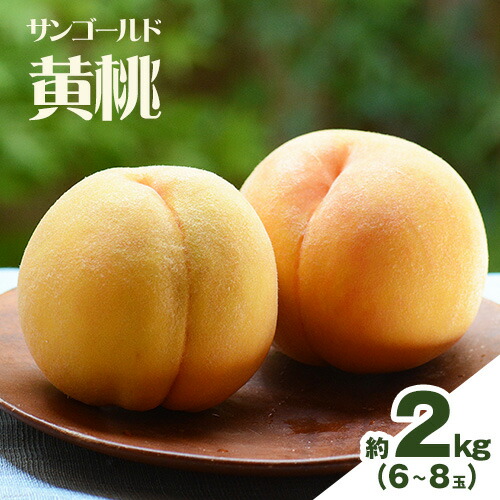 【ふるさと納税】【2025年7月下旬発送】【先行予約】もも 桃 サンゴールド黄桃 2kg 6～8玉 小寺農園《2025年7月下旬-8月上旬頃出荷》 岡山県 笠岡市 岡山県産 黄桃 モモ 果物 フルーツ 先行予約