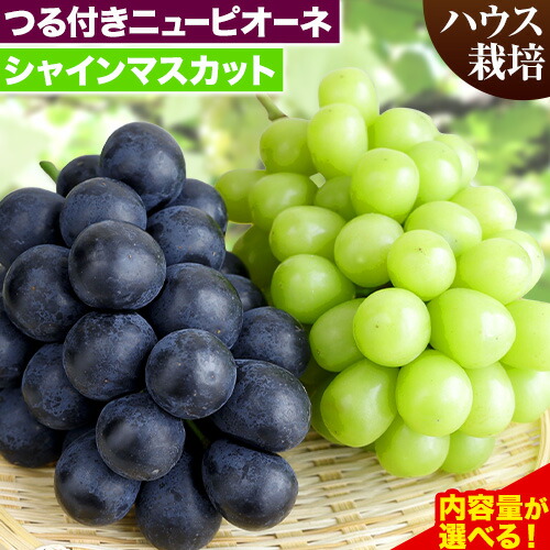 【ふるさと納税】【先行予約】岡山県産 つる付き！ニューピオーネ & シャインマスカット セット ハウス栽培 内容量が選べる 有限会社ホーティカルチャー神島《7月中旬-8月中旬頃出荷》岡山県 笠岡市 晴王 ぶどう 詰め合わせ【配送不可地域あり】