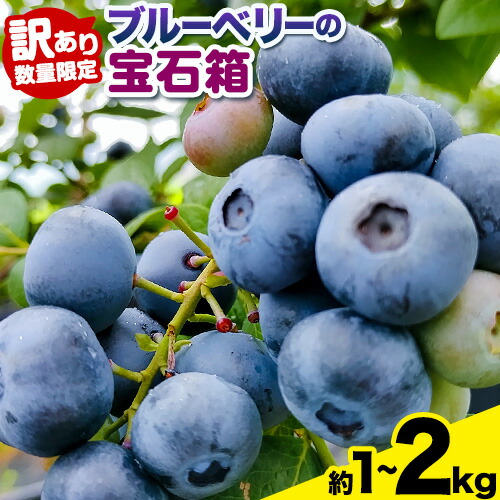 【ふるさと納税】【訳あり数量限定】ブルーベリー 選べる内容量 ブルーベリーの宝石箱 かさおか青空ファーム 先行予約《2025年6月上旬-8月下旬頃出荷》 岡山県 笠岡市 送料無料 フルーツ 果物 岡山県産 国産 ブルーベリー お取り寄せ 【楽天限定】