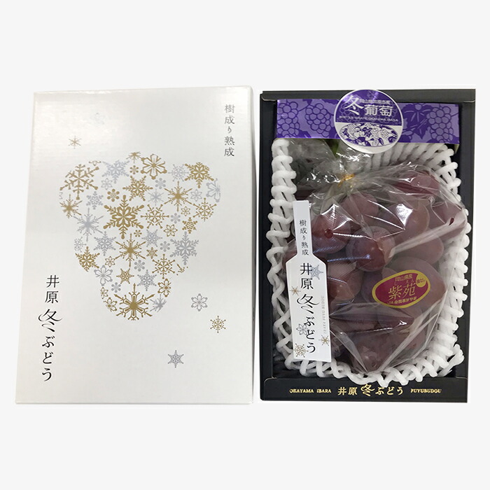 ふるさと納税 岡山県創製冬期ぶどう 紫苑 1風帯 飾り付ける函スタート 21年歯11お月様以降仕向る トゲ優しいこと菜館 Marchesoni Com Br