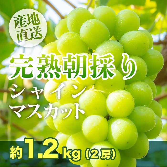 【ふるさと納税】シャインマスカット 2房 約1.2kg 朝摘み 朝採れ 岡山県産 ぶどう 葡萄 ブドウ 種無し 果物 スイーツ フルーツ デザート 【完熟朝採り】シャインマスカット 2房 約1.2kg