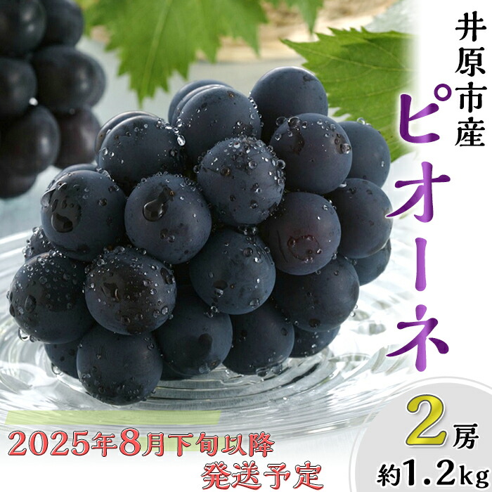 【ふるさと納税】岡山県産 ピオーネ 2房 約1.2kg 種なしぶどう 黒ぶどう 果物 フルーツ 国産 岡山県産 種無し ピオーネ2房（約1.2kg）【2025年8月下旬～9月中旬発送予定】（いばら愛菜館）