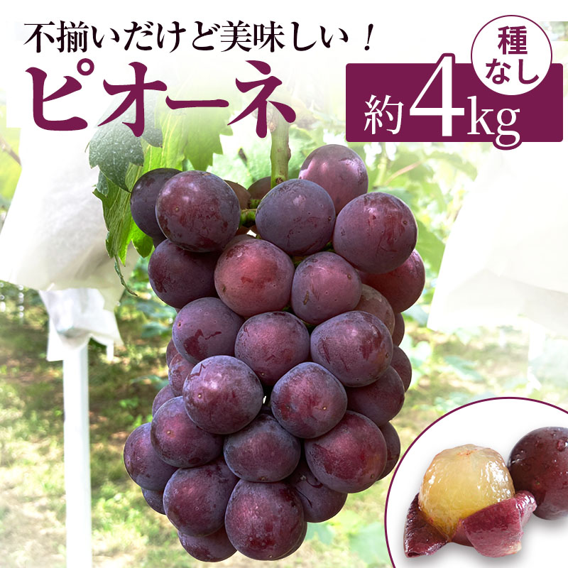 【ふるさと納税】訳あり 辻葡萄園 の ニュー ピオーネ ご家庭用 満杯詰め 約4kg 岡山県産 ぶどう 葡萄 果物 フルーツ 2025年 先行予約 果物類 　お届け：2025年9月中旬～2025年10月上旬