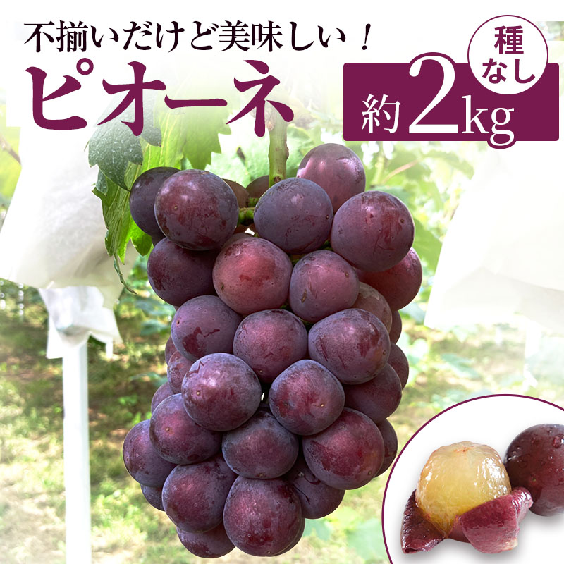 【ふるさと納税】訳あり 辻葡萄園 の ピオーネ 約2kg ご家庭用 岡山県産 ぶどう 葡萄 果物 フルーツ 2026年 先行予約 果物類 数量限定 お届け:2026年9月中旬~10月上旬|岡山県高梁市