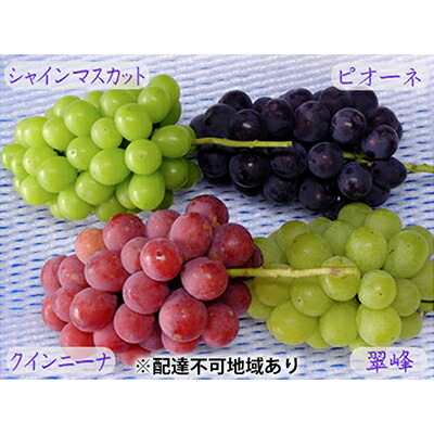 【ふるさと納税】バラエティ セット 3～4房 約2kg 高梁市産 2025年 先行予約 しばくらぶどう園 葡萄 フルーツ 岡山 果物 果物類 詰合せ 　お届け：2025年9月上旬～2025年9月下旬