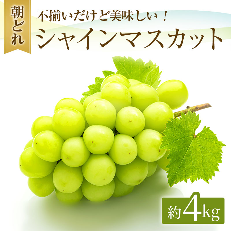 【ふるさと納税】早期受付 シャインマスカット 満杯詰め 約4kg以上 ご家庭用 辻葡萄園 ぶどう 葡萄 フルーツ 果物 岡山県産 岡山のぶどう 食後 デザート おやつ 　お届け：2025年10月中旬～10月下旬
