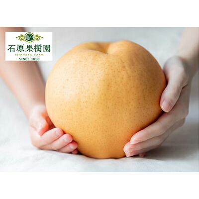 【ふるさと納税】梨 2025年 先行予約 備前横綱梨（あたご梨）3玉（1玉1～1.4kg）贈答箱【11月下旬～12月中旬頃発送】 ナシ なし 岡山県産 国産 フルーツ 果物 ギフト 石原果樹園 繊細な味 ジャンボ梨 　お届け：2025年11月15日～2025年12月20日