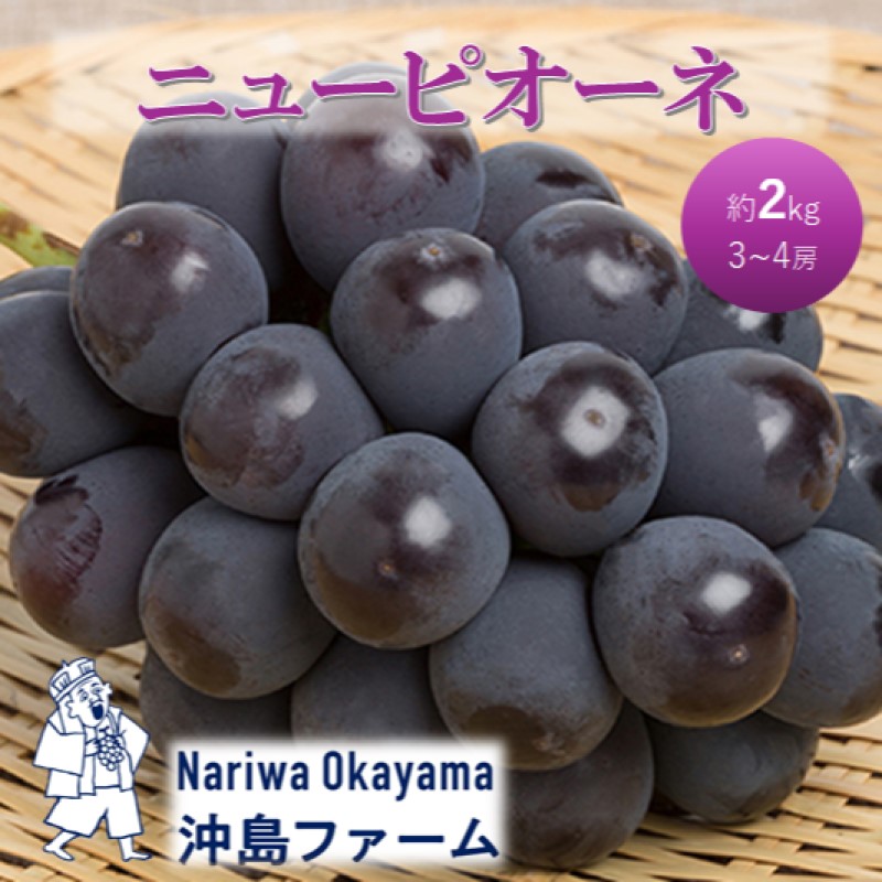 【ふるさと納税】2026年 早期受付 ぶどう ピオーネ 約2kg（3～4房）岡山県高梁市産 沖島ファーム 化粧箱入り 葡萄 ブドウ 贈答用　お届け：2026年9月上旬～2026年9月下旬 11,250円