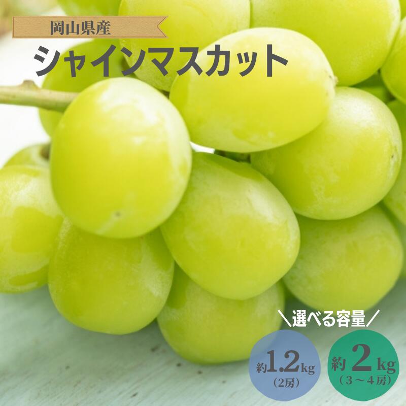 【ふるさと納税】先行予約 シャインマスカット マスカット 1.2kg 2房 2kg 3房 4房 ぶどう 種無し おすすめ 人気 美味しい 甘い 大きい プレゼント お裾分け ギフト 贈り物 贈答 贈答用 夏の贈り物 岡山 新見 特産品 露地 A級食材 フルーツ 果物 送料無料 化粧箱入り 少量