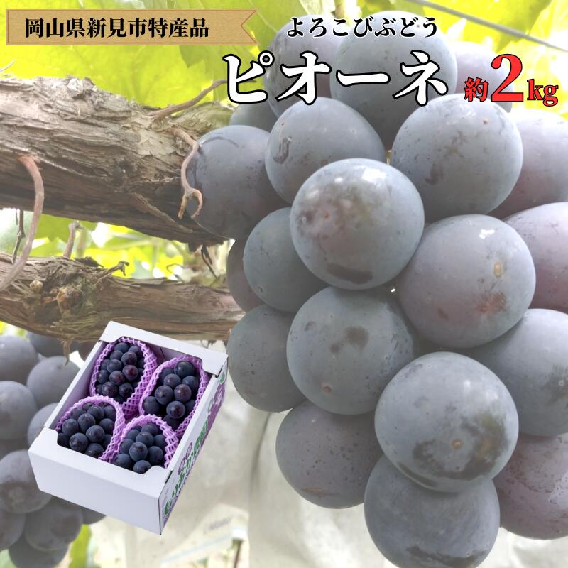 【ふるさと納税】ピオーネ 約 2kg 3～4房 厳選 もりおか農園 よろこび ぶどう 岡山 【 先行予約 9月上旬から順次発送】