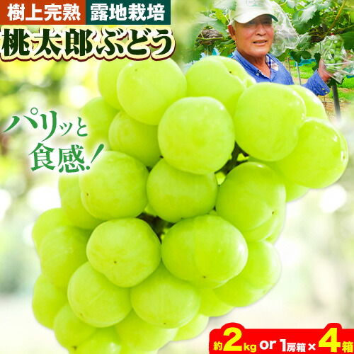【ふるさと納税】ぶどう【2025年発送】岡山県備前市産 樹上完熟 桃太郎ぶどう(露地栽培) 選べる内容量 約2kg 1房箱×4箱 フルーツパークびぜん《8月中旬-10月中旬頃出荷》岡山県 備前市 桃太郎ぶどう 桃太郎 ぶどう 露地栽培 葡萄 フルーツ 果物