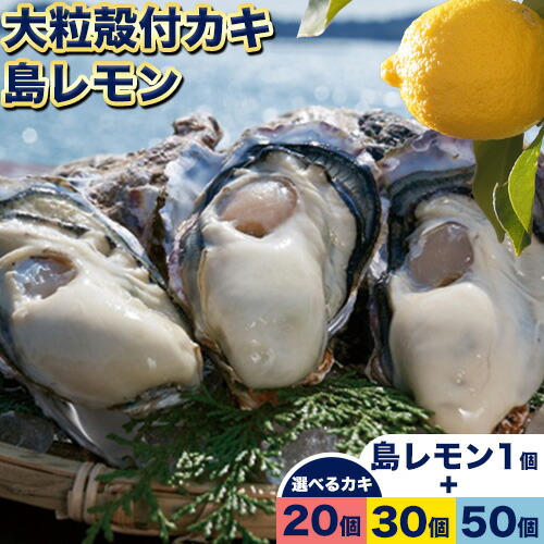 楽天市場】【ふるさと納税】【令和６年産 先行受付】フルーツ 果物