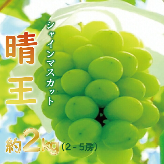 63％以上節約 ぶどう シャインマスカット 晴王 約2kg 岡山県産 fucoa.cl