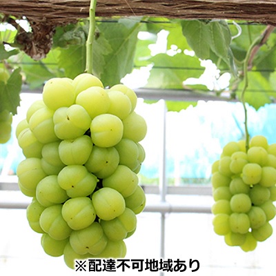 ふるさと納税 先行予約 特別価格 岡山県産 桃太郎ぶどう2房 1房約700g 配達不可：離島 お届け：2022年8月下旬〜2022年9月下旬 ブドウ SALE 10%OFF ぶどう 果物類 フルーツ 果物
