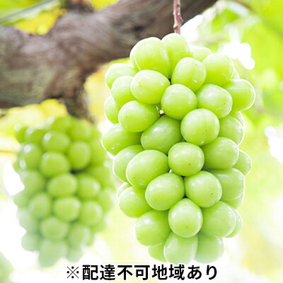 【ふるさと納税】ぶどう 2025年 先行予約 黒川農園 自慢 ! の 大粒 大房 シャイン マスカット 1房 700g以上 ブドウ 葡萄  岡山県産 国産 フルーツ 果物 ギフト 　お届け：2025年10月上旬～2025年10月下旬