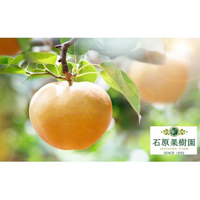 【ふるさと納税】梨 2025年 先行予約 あたご梨 4～9玉 合計約4.5kg 贈答箱 ナシ なし 岡山県産 国産 フルーツ 果物 ギフト 石原果樹園　お届け：2025年11月15日～2025年12月20日
