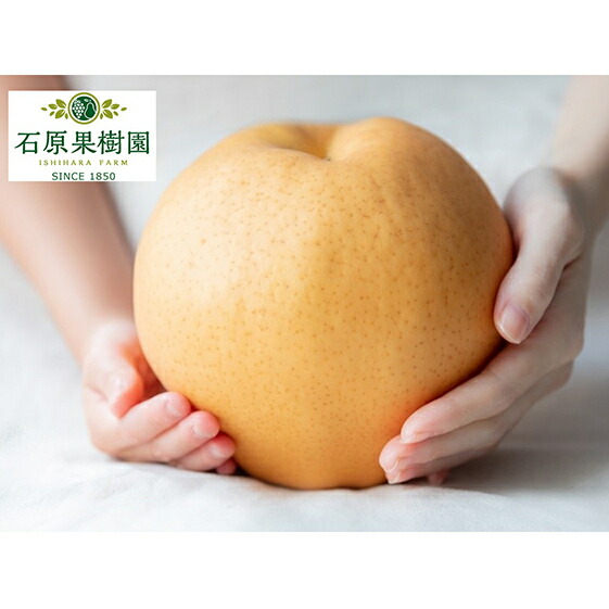 【ふるさと納税】梨 2025年 先行予約 備前横綱梨（あたご梨）3玉（1玉1～1.4kg）贈答箱 ナシ なし 岡山県産 国産 フルーツ 果物 ギフト 石原果樹園　お届け：2025年11月15日～2025年12月20日