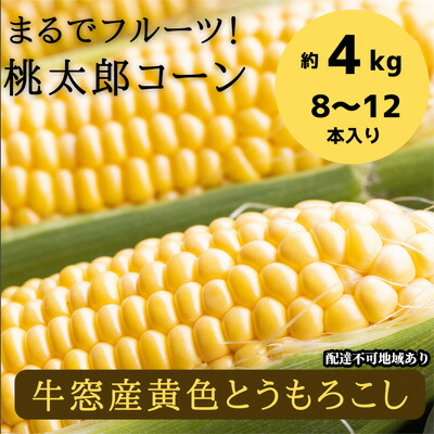 【ふるさと納税】［2025年先行予約］ まるでフルーツ！最高糖度25度超え 生で甘い、茹でて美味い！牛窓産 黄色 とうもろこし 「桃太郎コーン」約4kg（8～12本入り） 野菜 　お届け：2025年6月下旬～2025年9月下旬