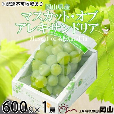 【ふるさと納税】ぶどう 2025年 先行予約 マスカット ・オブ・アレキサンドリア 約600g×1房 8月下旬～9月下旬発送 ブドウ 葡萄  岡山県産 国産 フルーツ 果物 ギフト 岡山のぶどう 豊かな香り デザート 食後 　お届け：2025年8月下旬～2025年9月下旬