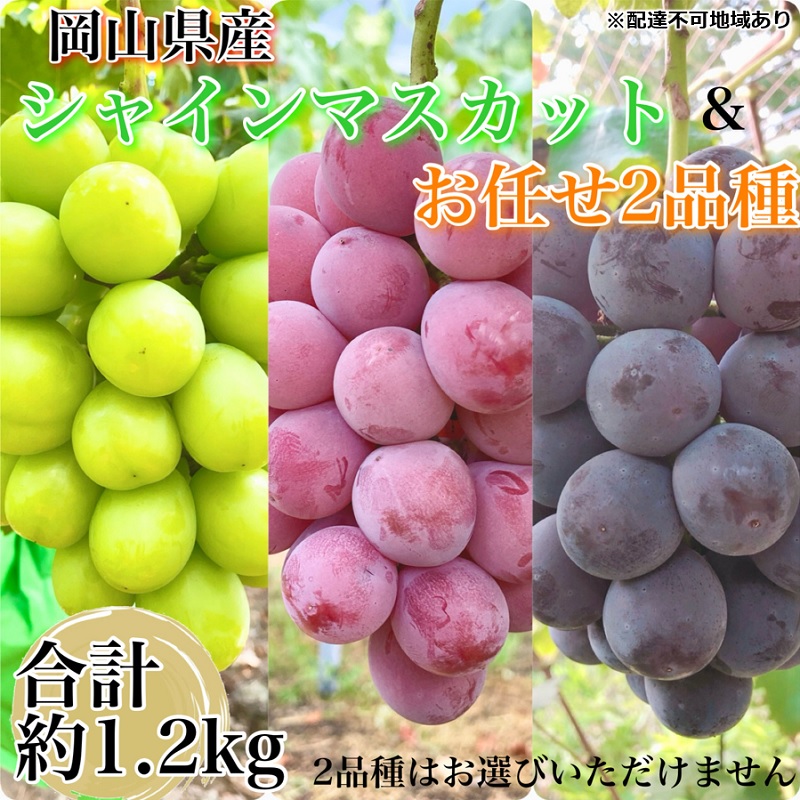 【ふるさと納税】ぶどう 2026年 先行予約 農家こだわりのシャインマスカット＆お任せ2品種 3房合計約1.2kg ブドウ 葡萄 岡山県産 国産 フルーツ 果物 ギフト 【 Nini farm 農家 直送 】　お届け：2026年8月20日～2026年9月30日｜岡山県瀬戸内市