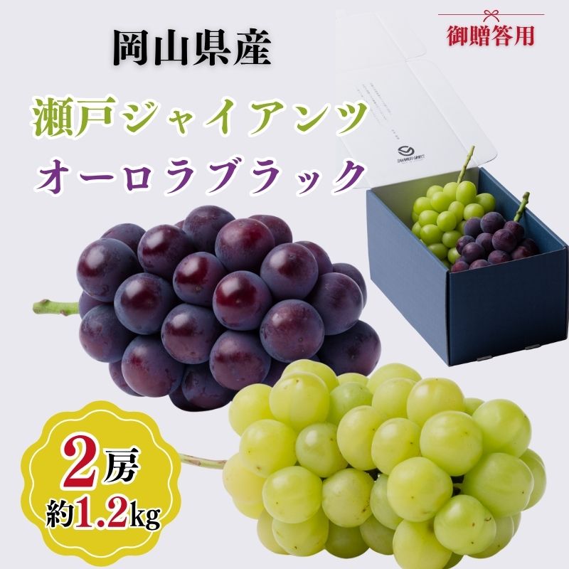 【ふるさと納税】御贈答用 岡山県産 瀬戸ジャイアンツ オーロラブラック 2房入り(1.2kg以上) ぶどう ブドウ 葡萄 フルーツ 果物 岡山 瀬戸内市　お届け：2026年9月中旬～2026年10月下旬｜岡山県瀬戸内市