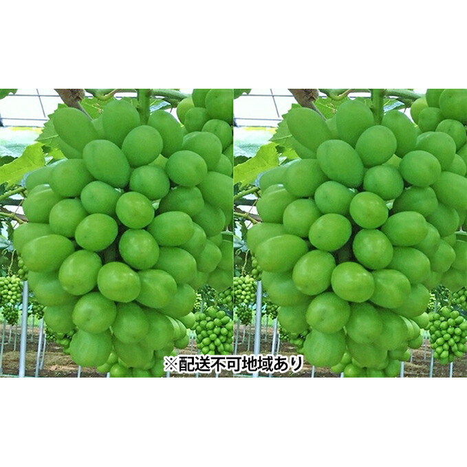 最先端 楽天市場 ふるさと納税 赤磐市産 シャインマスカット 約1 5kg 2房 温室栽培 果物類 ぶどう マスカット フルーツ 果物 シャインマスカット お届け 21年8月下旬 9月中旬 岡山県赤磐市 国際ブランド Lexusoman Com