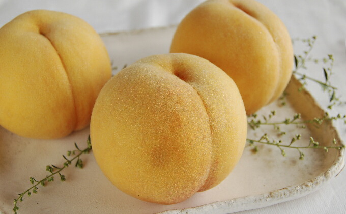 ふるさと納税 桃茂実苑 岡山黄金 桃 3玉 果物 もも 桃 フルーツ モモ 果肉 お届け 21年8月下旬 9月下旬 Salon Raquet De