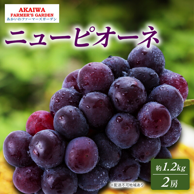 【ふるさと納税】ぶどう 2025年 先行予約 ニューピオーネ 約1.2kg 2房 葡萄 岡山県 赤磐市産 フルーツ 果物 あかいわファーマーズガーデン 　お届け：2025年9月中旬～2025年10月上旬