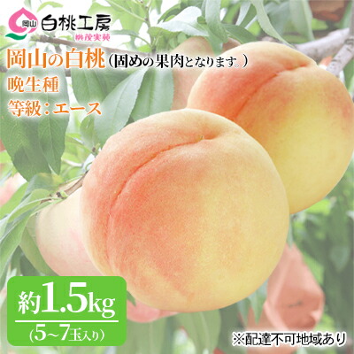 【ふるさと納税】固めの 桃 2025年 先行予約 白桃 晩生種 等級 エース 約1.5kg 5～7玉 もも モモ 岡山 国産 フルーツ 果物 桃茂実苑 　お届け：2025年8月下旬～2025年9月中旬