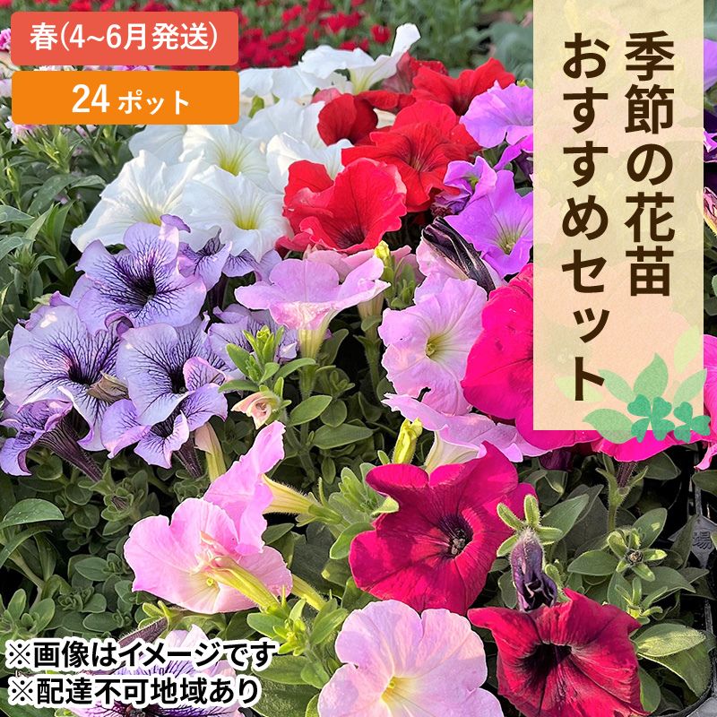 【ふるさと納税】春 の 花苗 おすすめ 書き割り 24ポット(4～6月送りとどける) ガーデニング 園芸 お花 花 お花  お届け：2026年4月上旬～2026年6月下旬