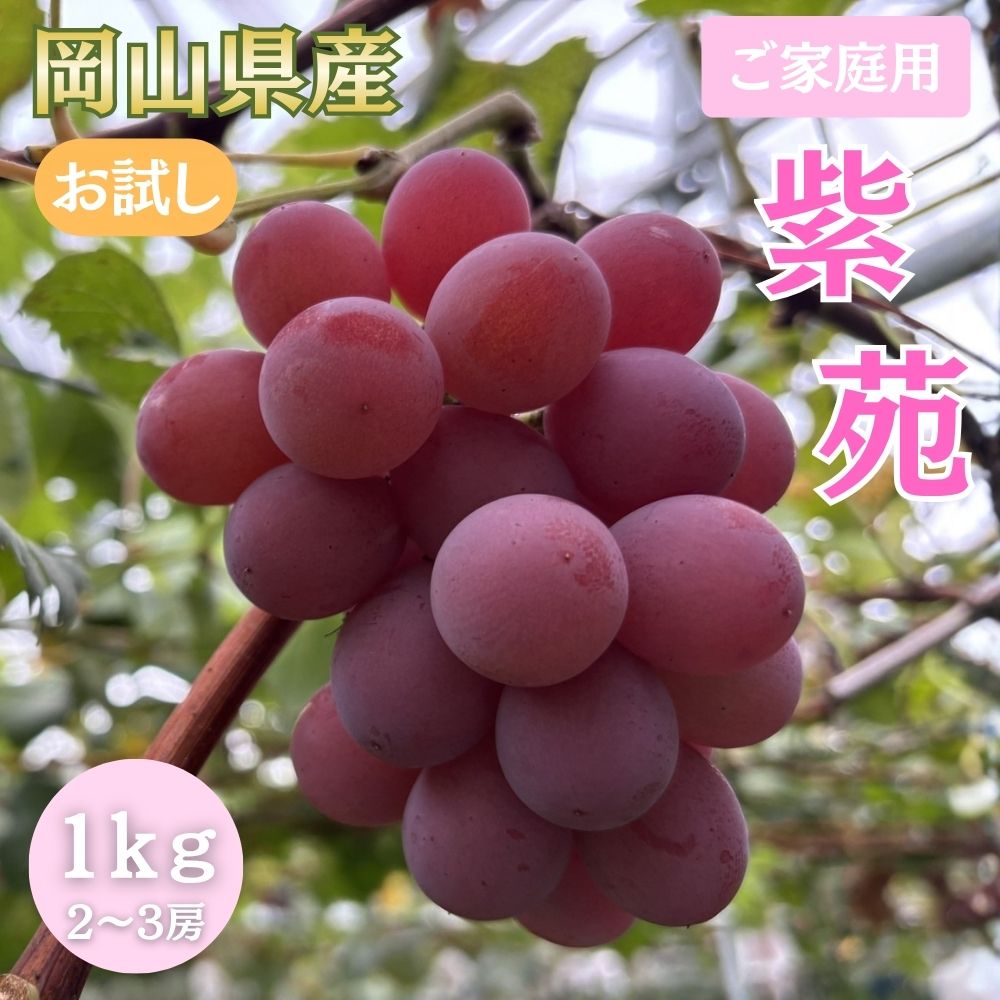 【ふるさと納税】 ＜ご家庭用＞お試し 紫苑 1.0kg以上 (2~3房) 【2026年 先行予約】 / [2026年発送 10月中旬～11月中旬] 岡山 岡山県産 国産 くだもの 人気 ブドウ ぶどう 紫苑 葡萄 果物 フルーツ 冷蔵 産地直送 数量限定 送料無料｜岡山県真庭市 12,000円