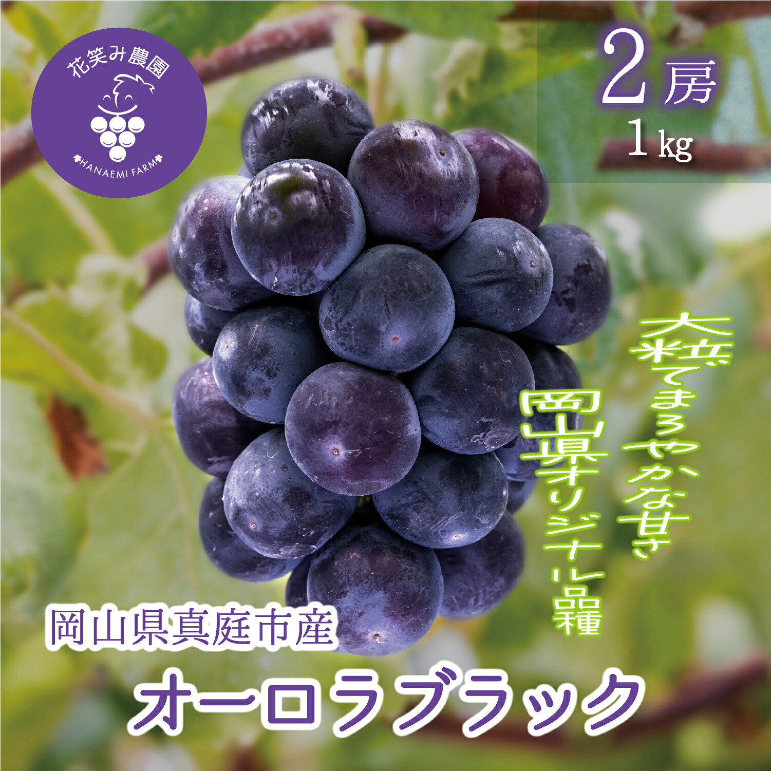 【ふるさと納税】 ＼2026年先行予約／ 花笑み農園 岡山のブドウ 『オーロラブラック』1kg(2房)A-1 hana30【2026年9月上旬～順次発送】【配送不可地域：離島】真庭 国産 産地直送 フルーツ 葡萄 ぶどう 果物 贈答 ギフト 大粒 食べやすい 種なし 甘い 先行予約 【1394011】 10,010円
