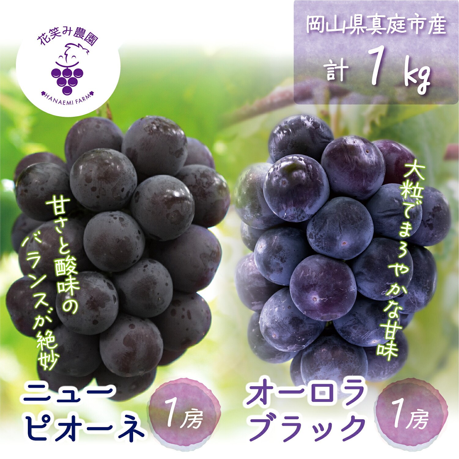 【ふるさと納税】 ＼2026年先行予約／ 岡山 花笑み農園の『ニューピオーネ&オーロラブラック』1kg(2房) PA-1 hana32【2026年9月上旬～順次発送】【配送不可地域：離島】真庭 国産 産地直送 フルーツ 葡萄 ぶどう ブドウ 果物 贈答 ギフト 食べ比べ 甘い