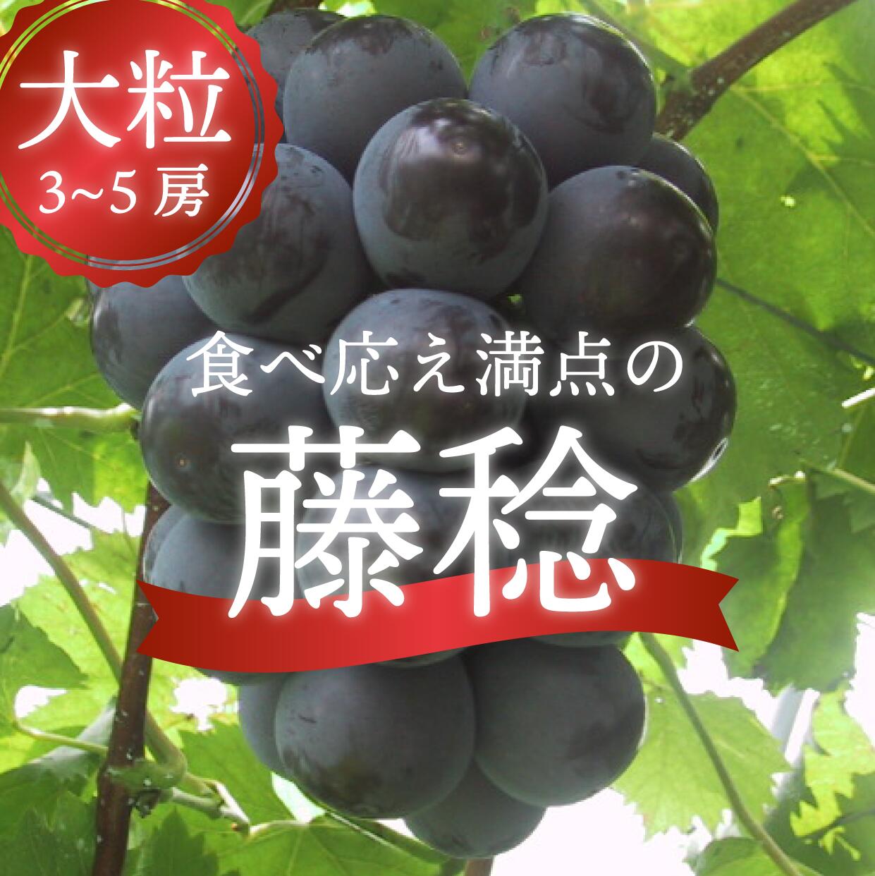 【ふるさと納税】 【先行予約 2026年】藤稔 2kg以上 (3房～5房) 8月以降順次発送 岡山県 真庭市産 大粒 ぶどう 特選 旬 フルーツ 果物 葡萄 ブドウ 送料無料 期間限定 数量限定 ふじみのり