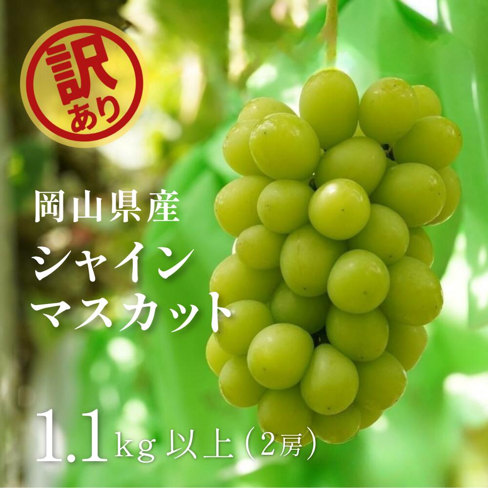 【ふるさと納税】 ぶどう シャイン マスカット 岡山 訳あり 1.1kg 以上（2房） 【2026年 先行予約 8月下旬～順次発送】 ブドウ 送料無料 くだもの 国産 2026年発送 期間限定 人気 数量限定 ギフト 産地直送 ぶどう 葡萄 フルーツ 果物 種なし 朝採れ｜岡山県真庭市 7,920円