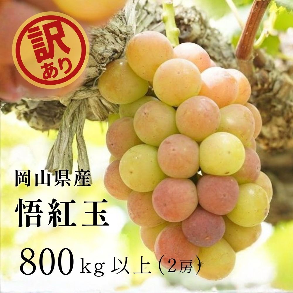 【ふるさと納税】 【2026年先行予約】岡山県産 【訳あり】 悟紅玉800g以上（2房）産地直送 朝採れ / ぶどう 葡萄 ブドウ 先行予約 くだもの フルーツ 真庭市
