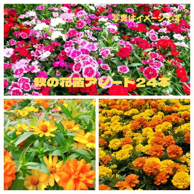 【ふるさと納税】秋の花苗セット24ポット【配送不可地域:離島・北海道・沖縄県】【1624795】|岡山県美作市
