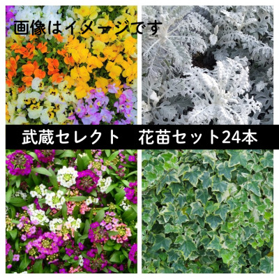 【ふるさと納税】武蔵セレクト 初冬の花苗セット24ポット【配送不可地域:離島・北海道・沖縄県】【1624920】|岡山県美作市