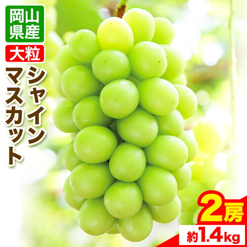 【ふるさと納税】【先行予約】大粒 シャインマスカット 岡山県産 シャインマスカット 2房(約1.4kg)《9月末-10月下旬頃出荷》テレビせとうち株式会社 冷蔵 果物 ブドウ 送料無料 岡山県 浅口市 シャインマスカット【配送不可地域あり】 19,170円