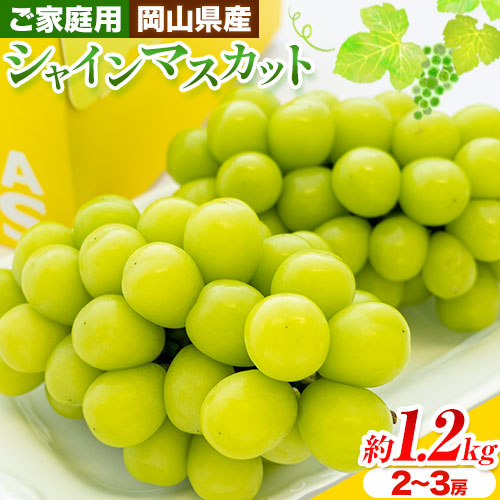 【ふるさと納税】【2026年先行予約】ご家庭用 岡山県産 シャインマスカット 約1.2kg ( 2-3房 ) クール便 晴れの国 おかやま館 (つむぐ株式会社) 《2026年9月上旬-10月下旬頃出荷》岡山県 浅口市 マスカット ぶどう 葡萄 果物 フルーツ 送料無料【配送不可地域あり】（離島）