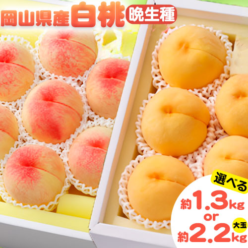 【ふるさと納税】【2026年先行予約】選べる 岡山県産 白桃 晩生種 約 1.3 kg 5～6玉 or 大玉 約2.2kg 6～7玉 晴れの国 おかやま館 漂流岡山 《2026年7月下旬-9月中旬頃出荷》岡山県 浅口市 フルーツ モモ 果物 青果 旬【配送不可地域あり】（離島）｜岡山県浅口市