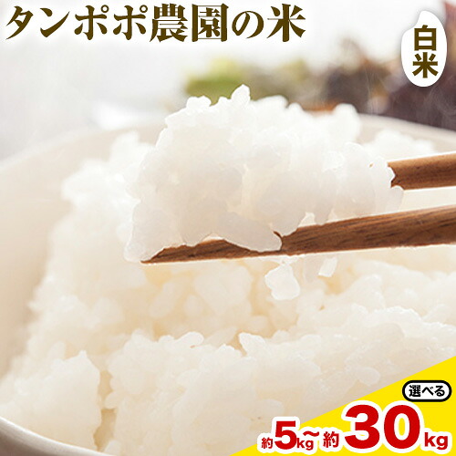 【先行予約】【ふるさと納税】タンポポ農園の米 白米 選べる 5kg 10kg 15kg 20kg 30kg タンポポ農園《10月上旬-11月末頃出荷(土日祝除く)》送料無料 岡山県 浅口市 米 こめ ご飯 コメ