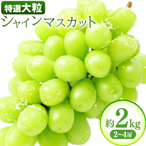 【ふるさと納税】特選 大粒 シャインマスカット 約2kg(2~4房) 株式会社日本植生グループ本社 NISSHOKU FARM《9月下旬-12月末頃出荷》葡萄 ブドウ ぶどう 送料無料 岡山県 浅口市 【配送不可地域あり】 (離島)